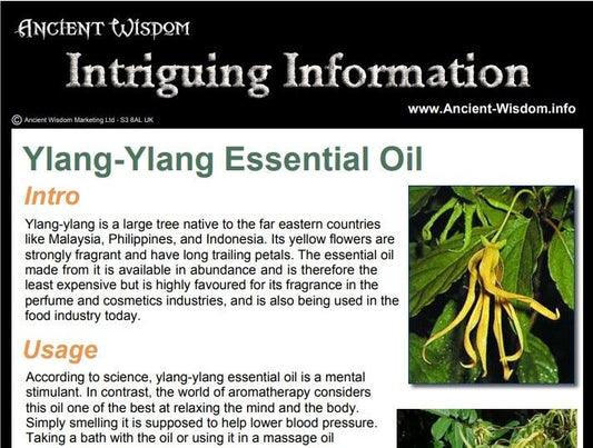 Rosemary Essential Oil Info